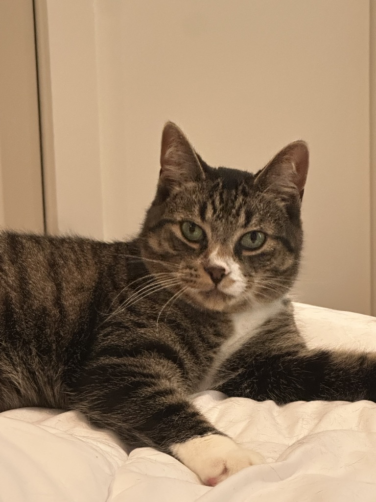 Link, my cat